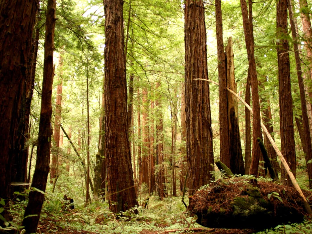 An old growth forest