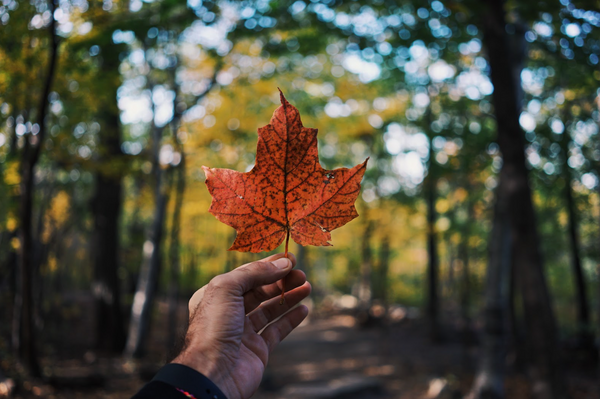 Person holding a maple leaf in the forest